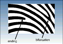 Figure 2. Minutia